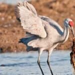 Sample 2 – Sandhill crane