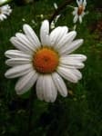 Sample 3 – Oxeye daisy