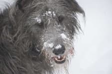 Sample 3 – Scottish deerhound