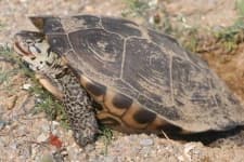 Sample 5 – Terrapin