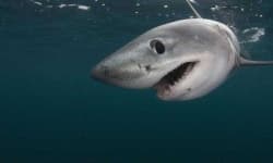 Sample 3 – Shark