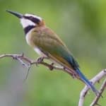 Sample of White throated bee eater