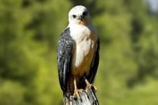 Sample 4 – Hawk