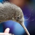 Sample 20 – Bird kiwi