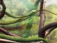 Sample 5 – Green snake