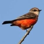 Sample 3 – Vermilion flycather