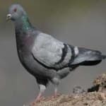 Sample of Rock dove