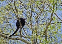 Sample 3 – Howler monkey