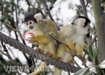 Sample 6 – Squirrel monkey