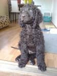 Sample 6 – Irish water spaniel