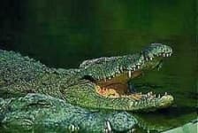 Sample 6 – Crocodile