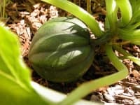 Sample 4 – Acorn squash