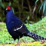 Sample 1 – Mikado pheasant