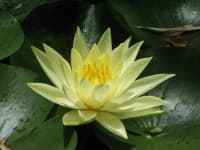 Sample 2 – Water lily