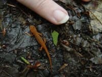 Sample of Eft