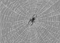 Sample 6 – Cobwebbed