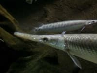 Sample 6 – Gar