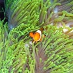 Sample 4 – Anemone fish