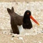 Sample 5 – Oyster catcher