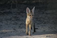 Sample 2 – Red fox