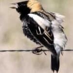 Sample 3 – Bobolink