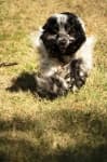 Sample 4 – English cocker spaniel