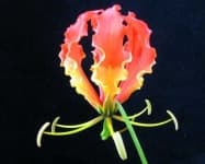 Sample 6 – Fire lily
