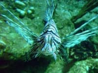 Sample 2 – Lionfish