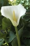 Sample 1 – Giant white arum lily