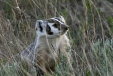 Sample 6 – Badger