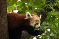 Sample 5 – Red panda