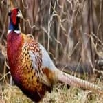 Sample 5 – Ring necked pheasant