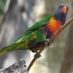 Sample 6 – Rainbow lorikeet
