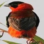 Sample 6 – Northern red bishop