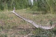 Sample 2 – Rock python