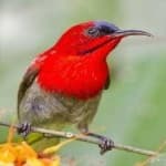 Sample 1 – Crimson sunbird