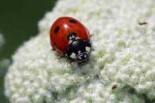Sample 6 – Ladybugs