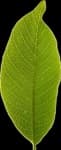Sample 4 – Leaf