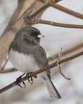 Sample 2 – Junco