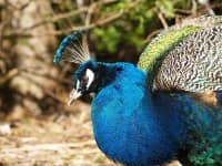 Sample 5 – Peacock