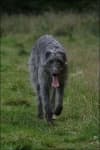Sample 2 – Scottish deerhound