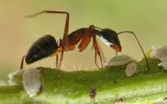 Sample 4 – Ant