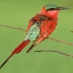 Sample 6 – Carmine bee eater