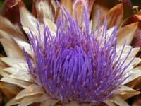Sample 17 – Artichoke flower