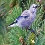 Sample 3 – Clarks nutcracker