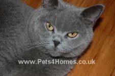 Sample 4 – British shorthair