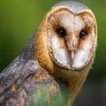 Sample 4 – Barn owl
