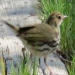 Sample of Ovenbird