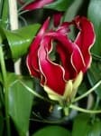 Sample 2 – Fire lily