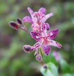 Sample 4 – Toad lily